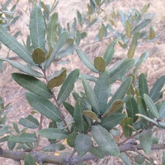 Quercus crassipes