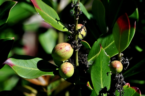 Acokanthera oppositifolia