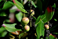 Acokanthera oppositifolia