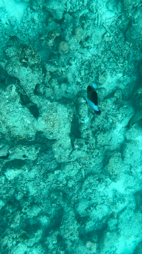 Hemitaurichthys zoster