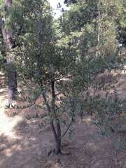 Quercus crassipes