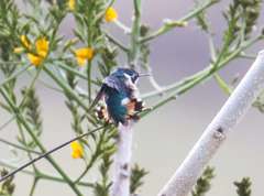 Chaetocercus astreans