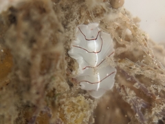 Eurylepta californica