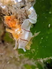 Eurylepta californica