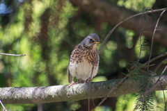 Turdus pilaris