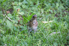 Turdus pilaris