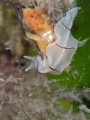 Eurylepta californica
