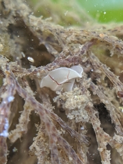 Eurylepta californica