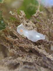 Eurylepta californica