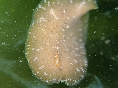 Pseudoceros canadensis