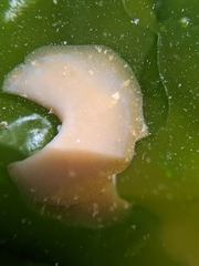 Pseudoceros canadensis