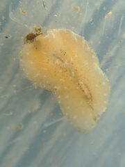 Pseudoceros canadensis