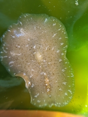 Pseudoceros canadensis