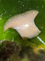 Pseudoceros canadensis