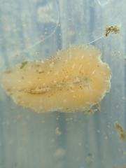 Pseudoceros canadensis