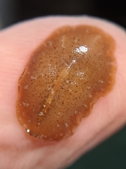 Pseudoceros canadensis