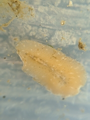 Pseudoceros canadensis