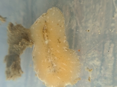 Pseudoceros canadensis