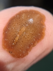 Pseudoceros canadensis