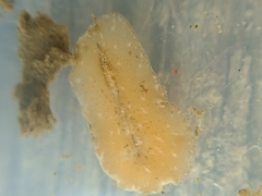 Pseudoceros canadensis