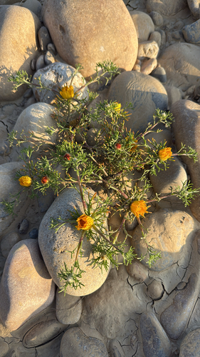 Cladanthus arabicus