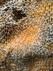 Corambe