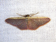 Idaea costaria
