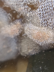 Corambe
