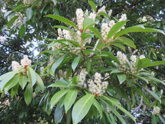 Prunus laurocerasus