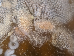 Corambe