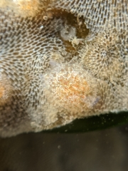 Corambe