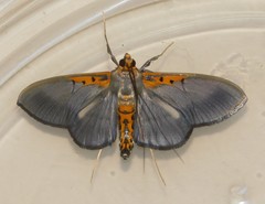 Filodes costivitralis