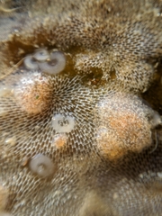 Corambe