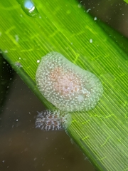Corambe