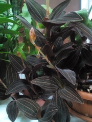 Ludisia discolor
