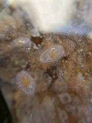 Corambe