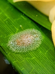 Corambe