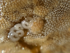 Corambe