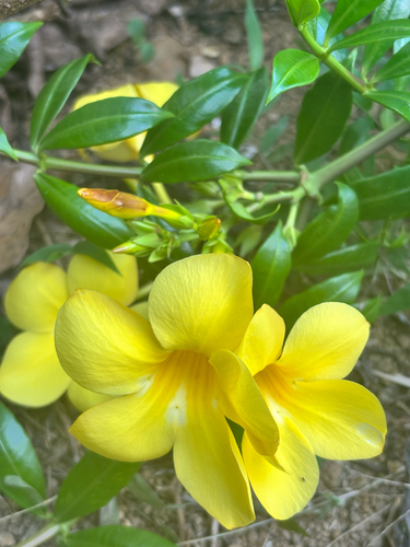 Golden Trumpet