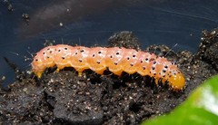 Filodes costivitralis