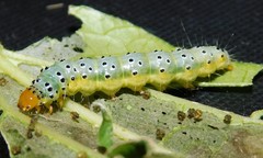 Filodes costivitralis