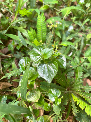 Pepper elder