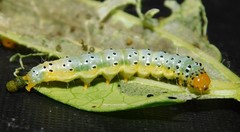 Filodes costivitralis