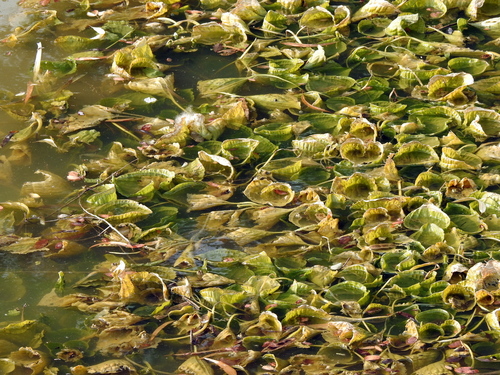 Ottelia alismoides, photograph 2