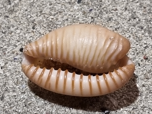 Cypraea fuscodentata observed 2026-04-24