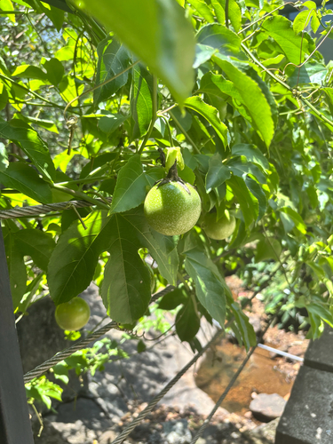 common passionfruit
