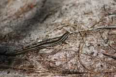 Ctenotus labillardieri