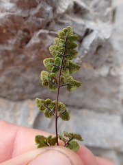 Argyrochosma jonesii