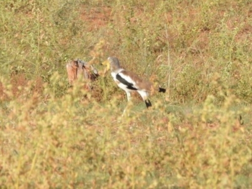 White-crowned Lapwing (Vanellus albiceps), photo 5