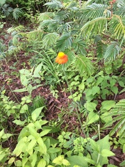 Adenophyllum aurantium